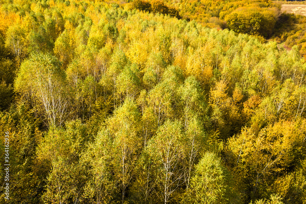 Top down aerial view of green and yellow canopies in autumn forest with many fresh trees.