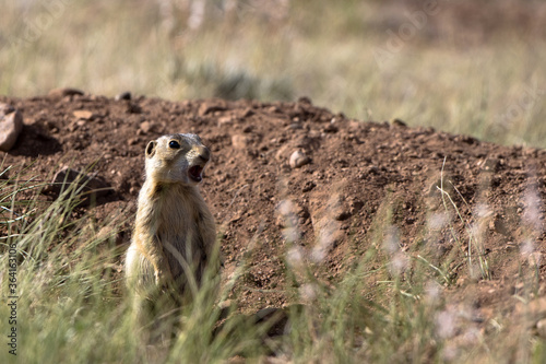 Wallpaper Mural A Gunnison’s Prairie Dog barks a warning to his colony in early morning light in summer in the Sangre de Cristo Mountains of New Mexico Torontodigital.ca