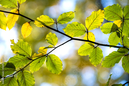 Close up of bright vibrant yellow leaves on a tree branches in autumn park. Detail of fall forest foliage.