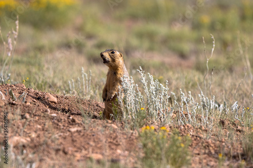 A Gunnison’s Prairie Dog at his burrow in early morning light in summer in the Sangre de Cristo Mountains of New Mexico