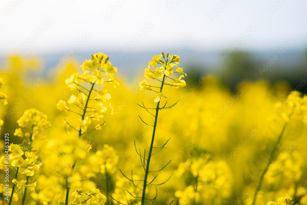 Close up detail of blooming yellow rapeseed plants in agricultural farm field in spring. Close up detail of blooming yellow rapeseed plants in agricultural farm field in spring.