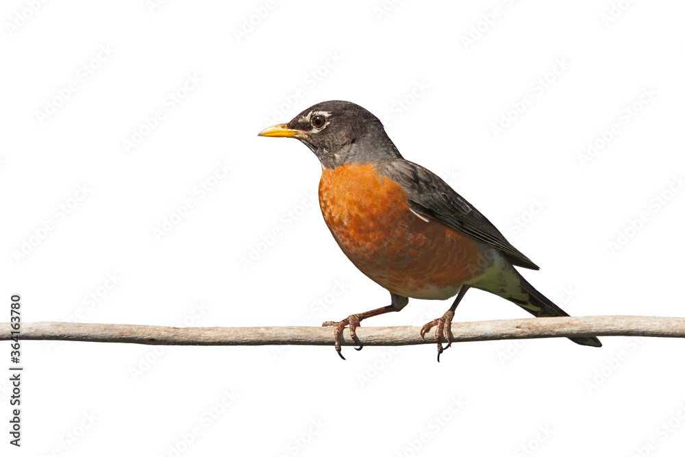 American Robin on a Branch American Robin on a Branch