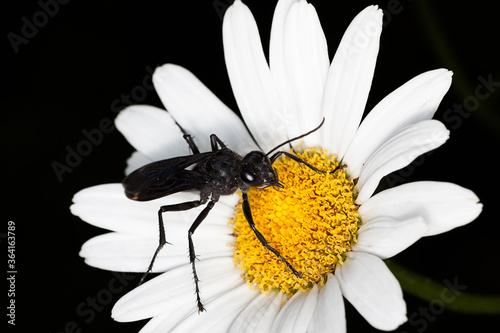 Great Black Wasp on a Daisy
