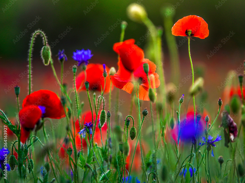 Obraz premium Naturalna łąka z czerwonymi makami