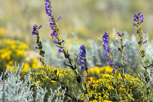 Purple Penstemons in summer in New Mexico's Sangre de Cristo Mountains photo