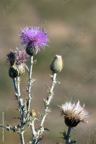 Beneficial native Thistle flowers in summer in the Sangre de Cristo Mountains of New Mexico