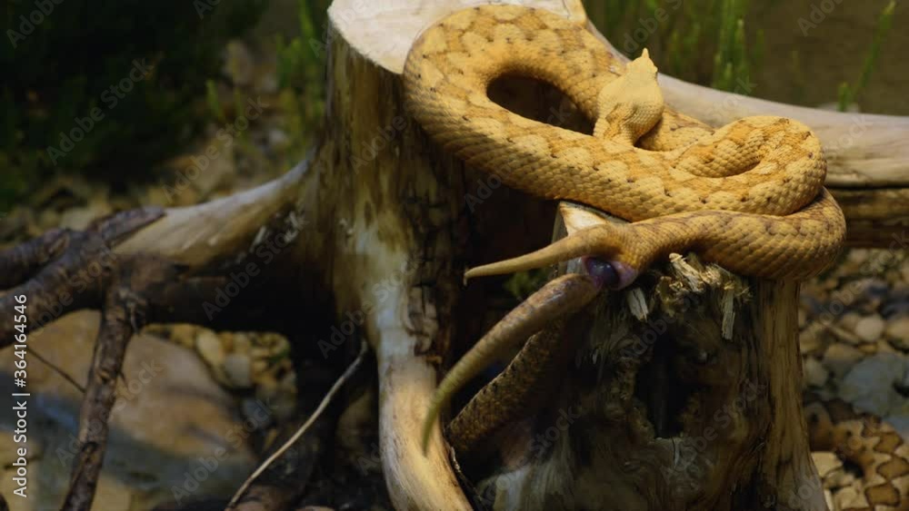 Two horned pit vipers are mating, joined at the tails. Two horned pit vipers are mating, joined at the tails.