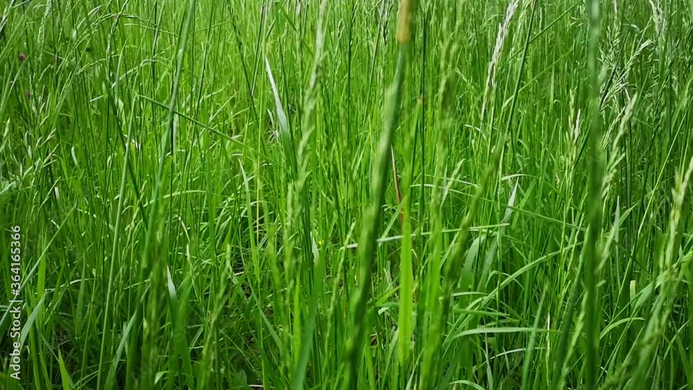 green grass background green grass background