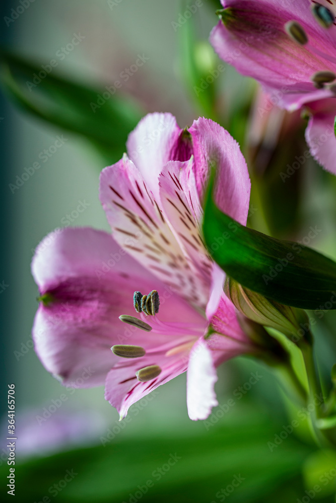 Bunter Blumenstrauss - Fruehsommer