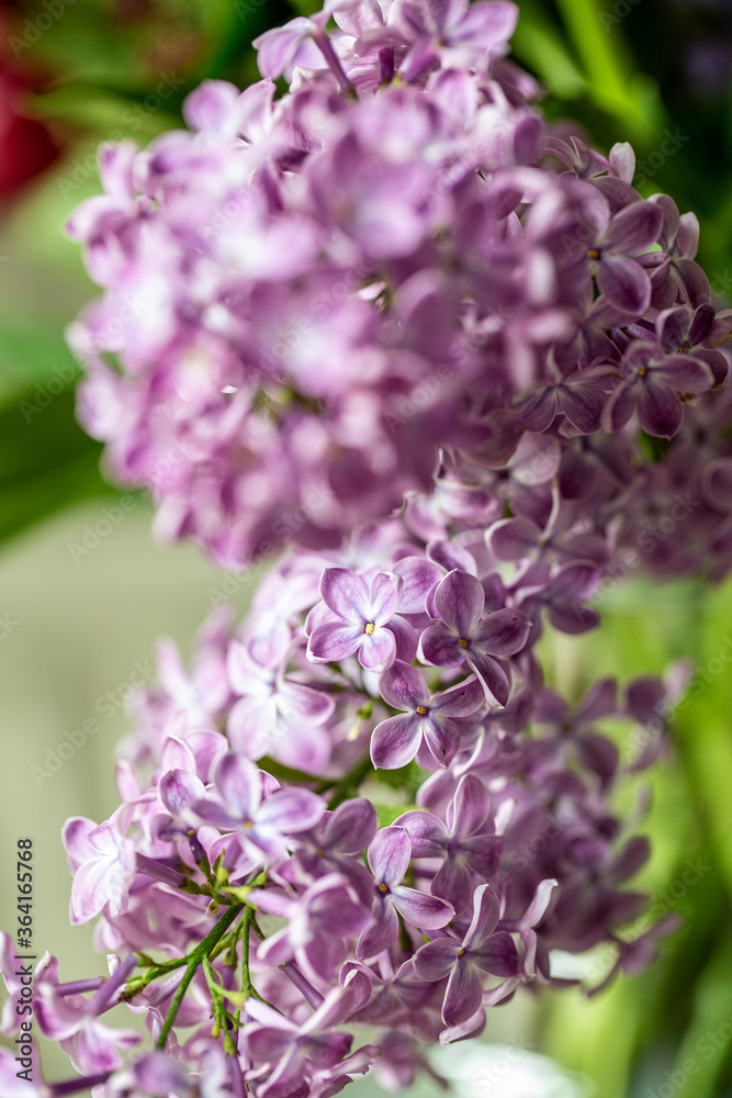Bunter Blumenstrauss - Fruehsommer Bunter Blumenstrauss - Fruehsommer