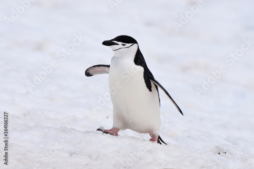 Chinstrap penguin at Half Moon Island  Antarctica