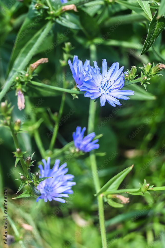 Obraz premium Blooming chicory.