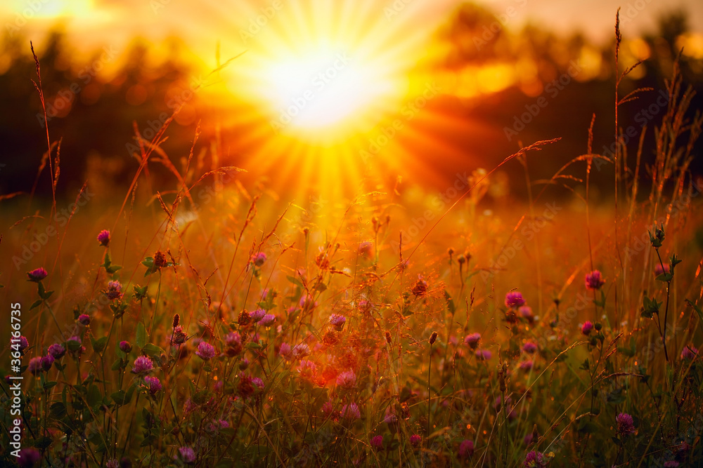 Orange and warm sunset and glade. The sun rays are shining through the wildflowers. - obrazy, fototapety, plakaty 