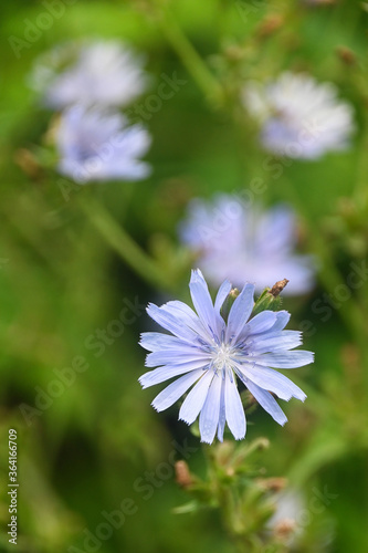 Blooming chicory.