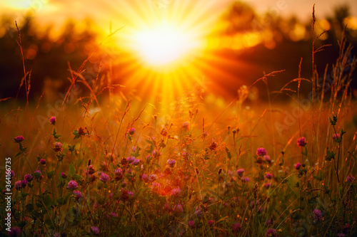Orange and warm sunset and glade. The sun rays are shining through the wildflowers. photo