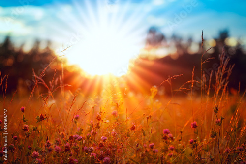 Nice sunlight. Sunset and meadow close-up, plants in the yellow rays of the sun