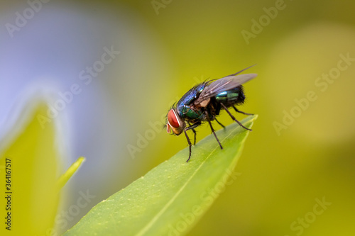 Red-eyed fly on leaf © Kenneth Vargas