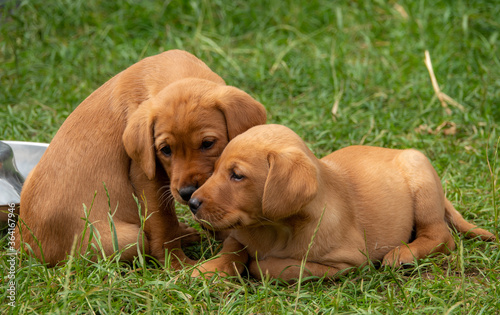 Two fox red Labrador puppies sitting in the garden playing together.