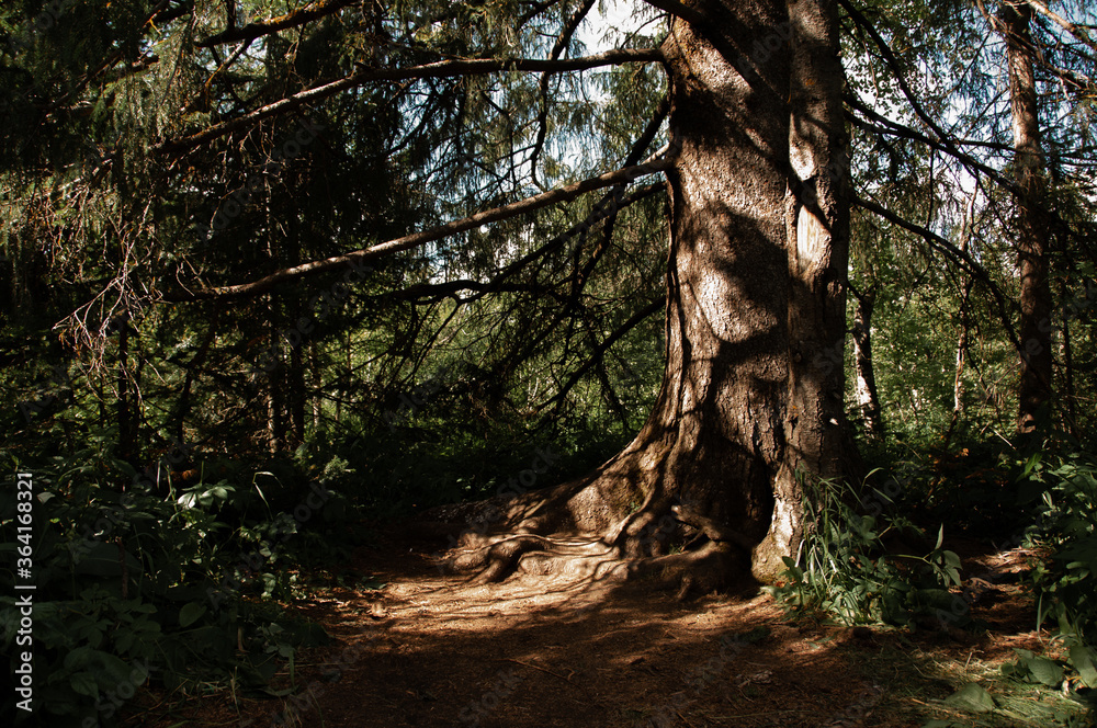 larch trunk in the sun larch trunk in the sun