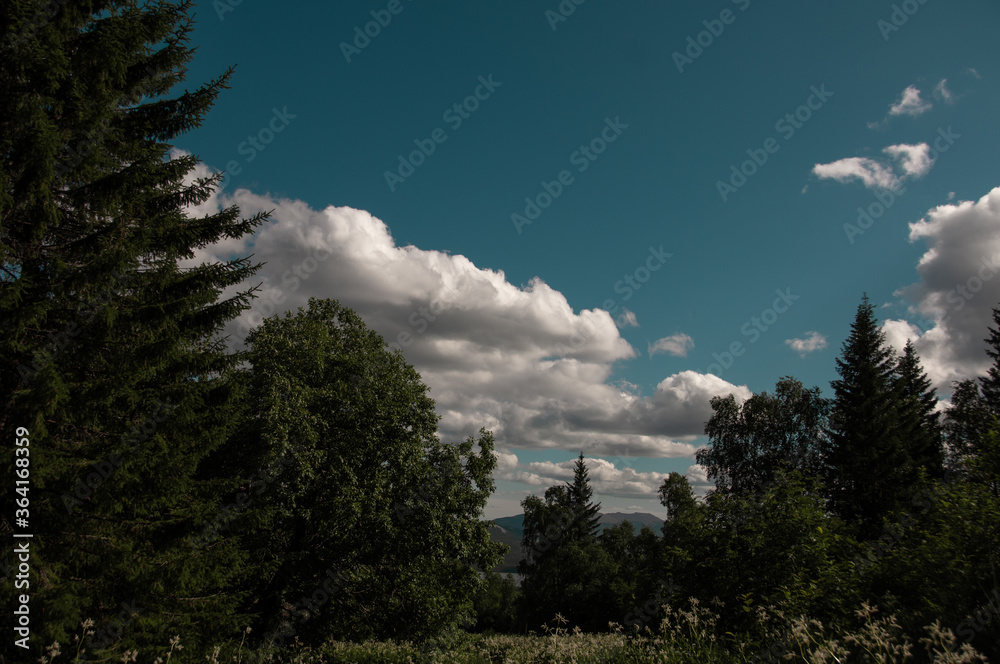 Summer landscape with blue sky and white clouds meadow and forest.
