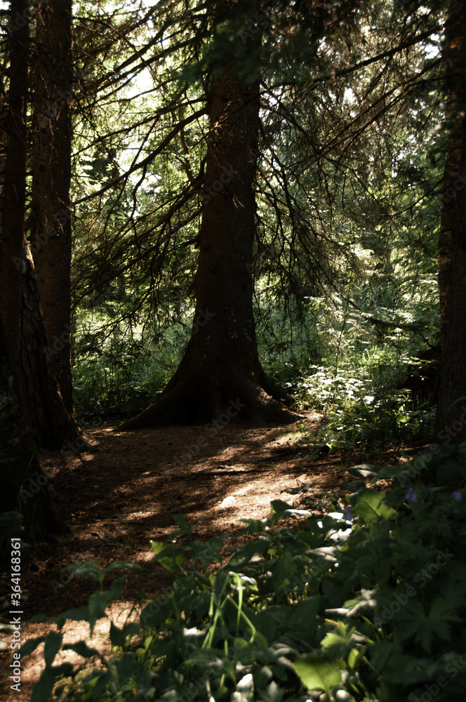 Fototapeta premium Thicket of forest in the sun
