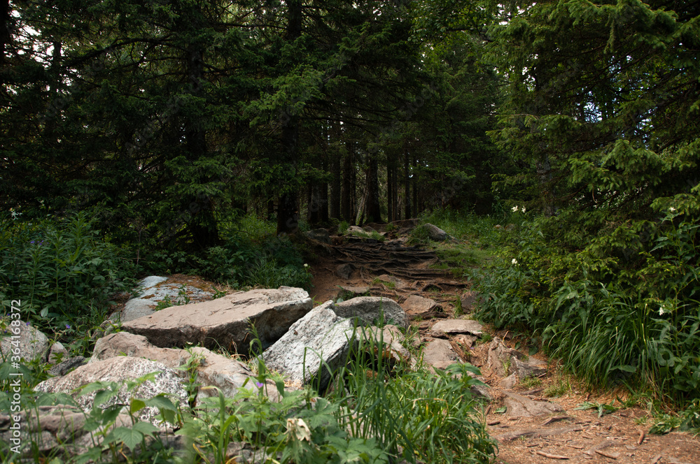 Forest trail in rocky terrain Forest trail in rocky terrain