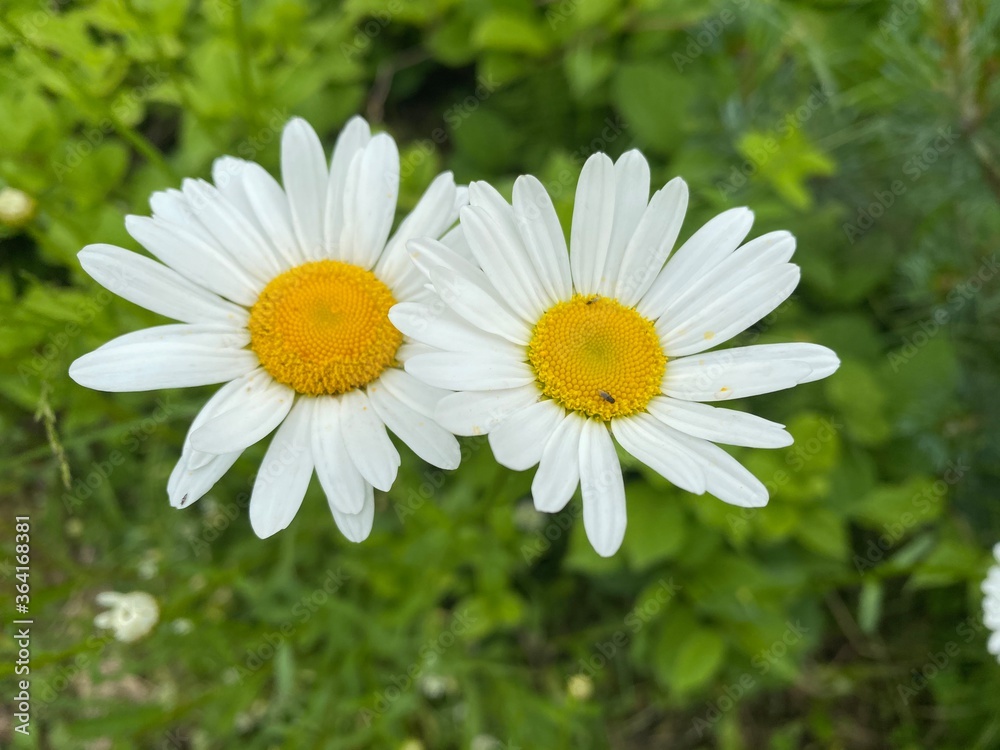 Fototapeta premium Camomile daisy flowers. Summer blooming of wild camomiles.