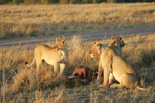 Lions in kenya Africa