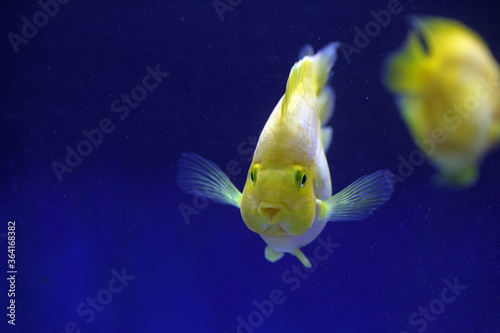 Tropical golden parrot fish in blue background