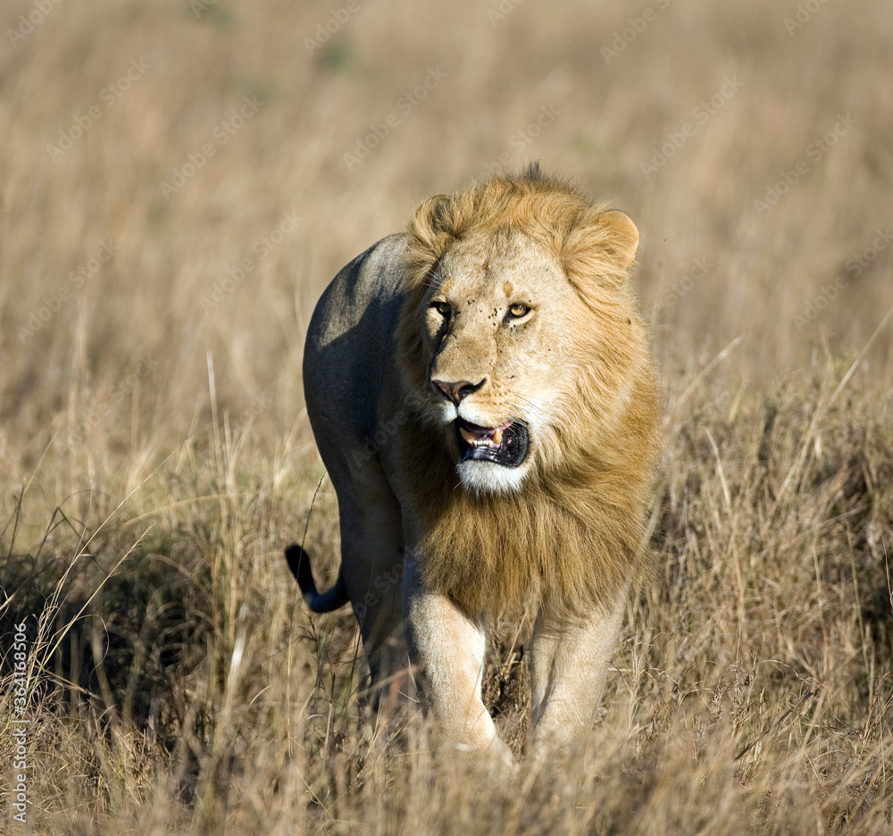Lions in kenya Africa Lions in kenya Africa