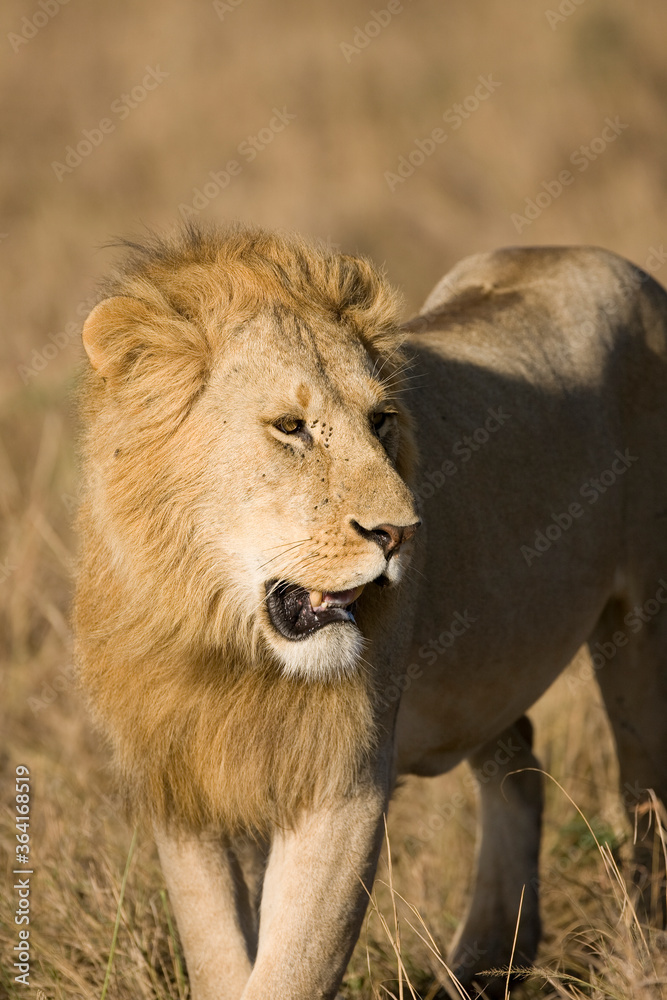 Lions in kenya Africa