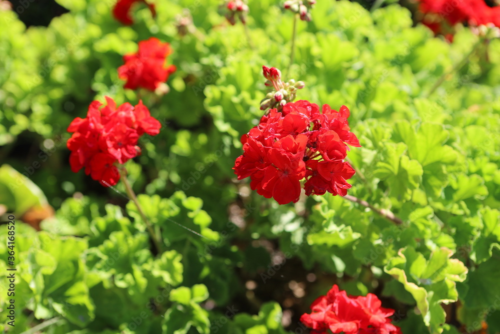red flowers in the garden red flowers in the garden