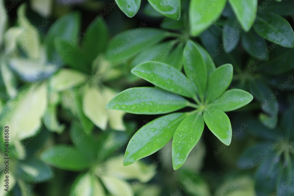 green leaves background green leaves background