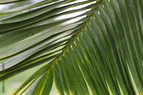 palm tree leaf