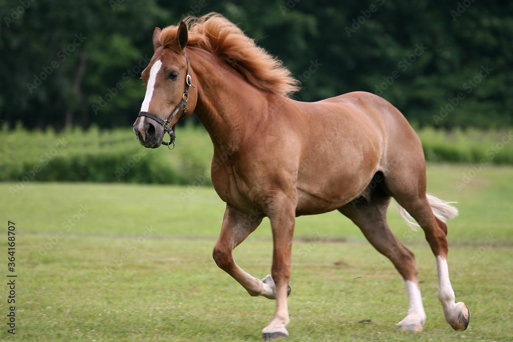 Obraz premium Horses at a local western horse shpow