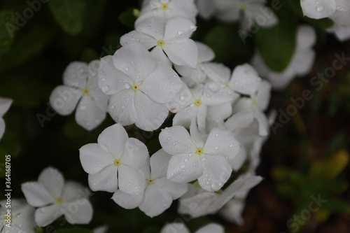 white flowers of a tree