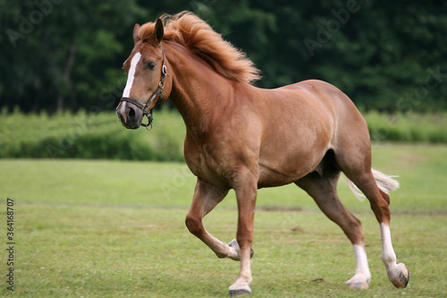 Horses at a local western horse shpow