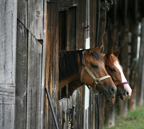 Horses at a local western horse shpow © Dennis Donohue