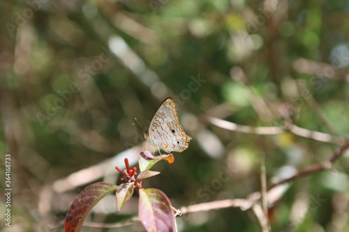 butterfly on a flower