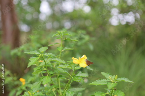 yellow flowers and butterfly in the garden