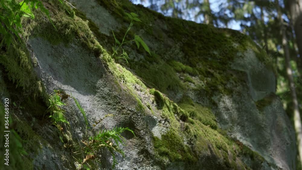 Sand rock In the beech forest, covered by fern and moss. Summertime In The woods. 4k footage. Sand rock In the beech forest, covered by fern and moss. Summertime In The woods. 4k footage.