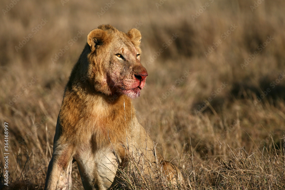 Lions in kenya Africa