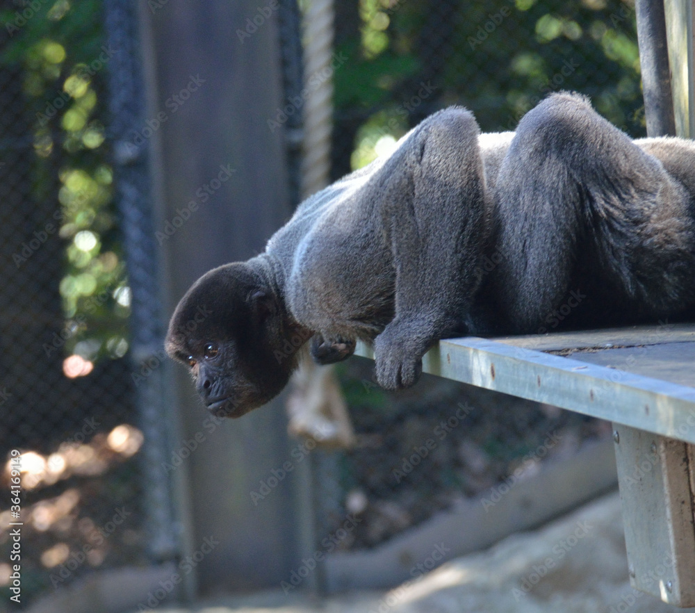 ハイイロウーリーモンキー Images Browse 6 Stock Photos Vectors And Video Adobe Stock