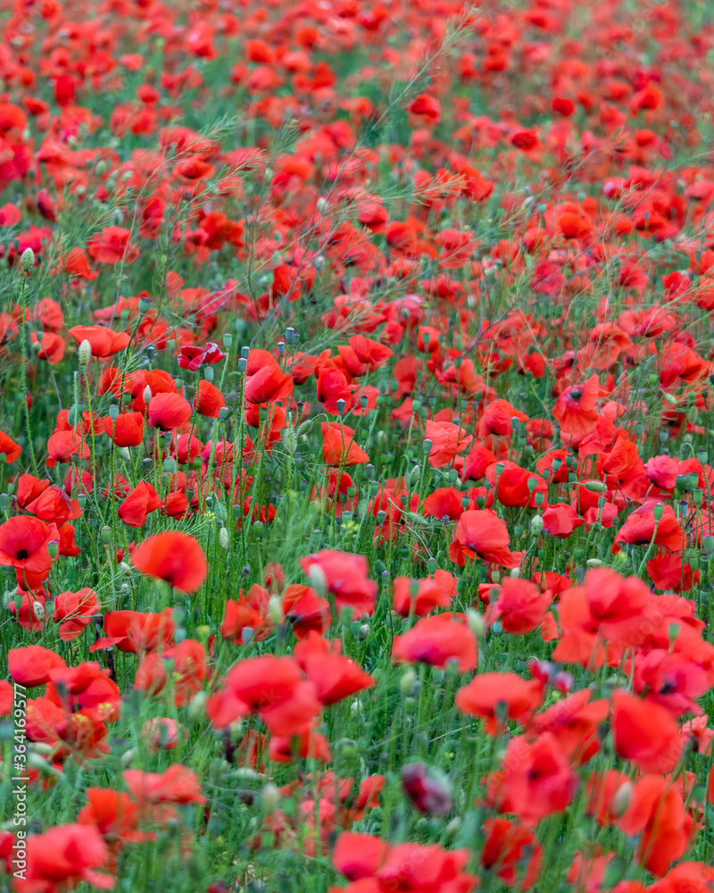 Many red poppies in the summer meadow