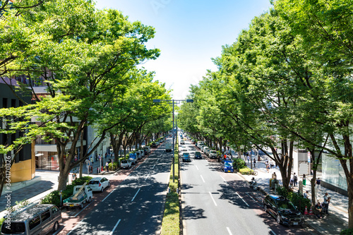 (東京都-都市風景)新緑の表参道風景１