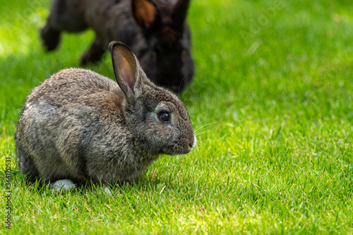 portrait of a cute brown bunny sitting on green grass field while a black bunny running towards it