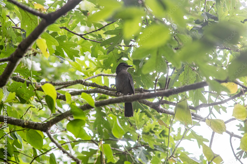 Bird on a branch watching and waiting Bird on a branch watching and waiting