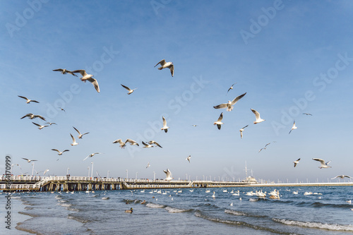 Swans and seagulls at the Baltic sea beach in Sopot, Poland. Seabirds winter in the open sea bay. Swans on winter sea