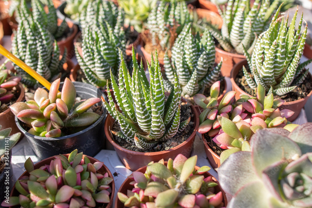 Fototapeta premium Large Haworthia reinwardtii growing as indoor plant in succulent collection.