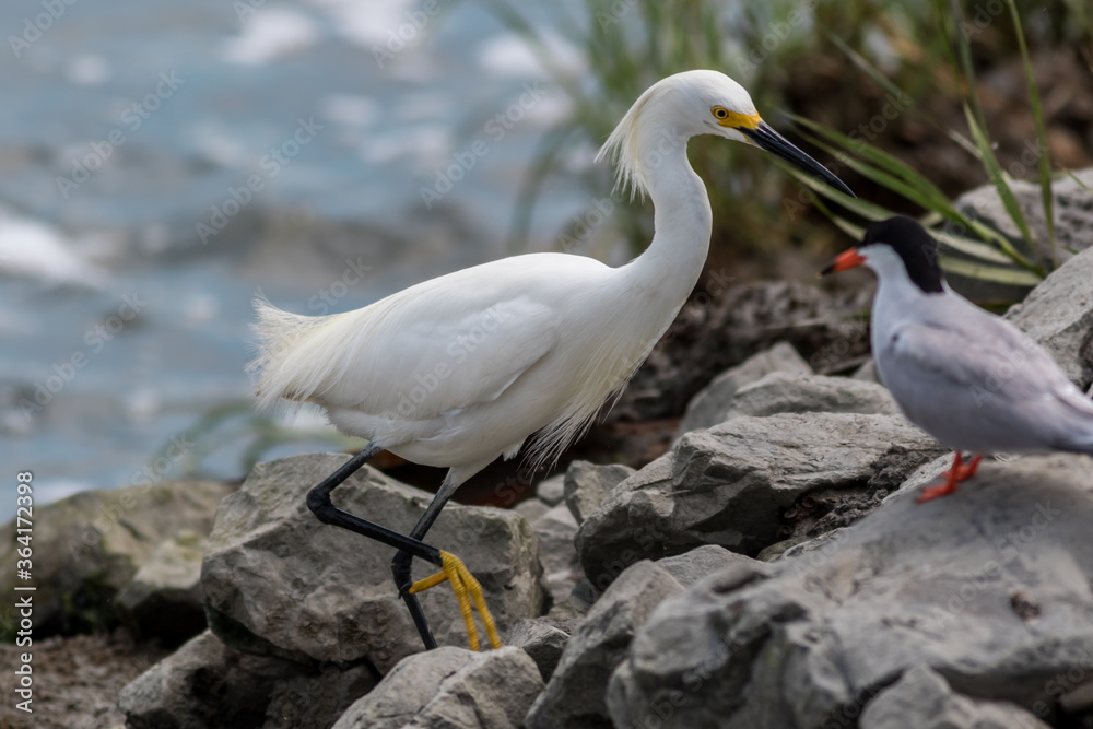 Snowy Egret, Egretta thula, with catch of the day near water's edge on a summer afternoon Snowy Egret, Egretta thula, with catch of the day near water's edge on a summer afternoon